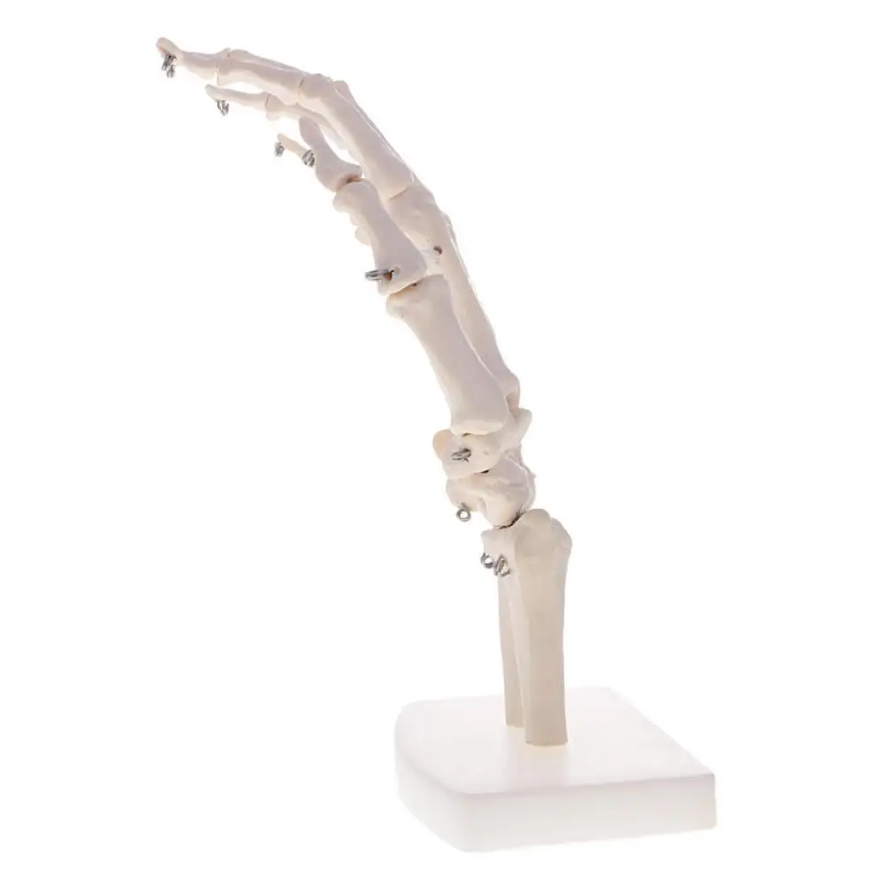 1pc Life-Like Human Hand Anatomy Model-Detailed Articulated Bones, Simulates Natural Movement for Medical Learning-Ulna & Ra