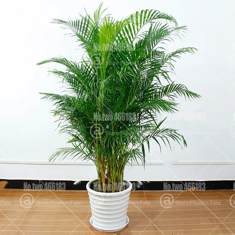 Комнатные растения Редкие Chrysalidocarpus Lutescens домашний декор бонсай Areca пальмовое бонсай бабочка пальмовое растение горшок 5 шт