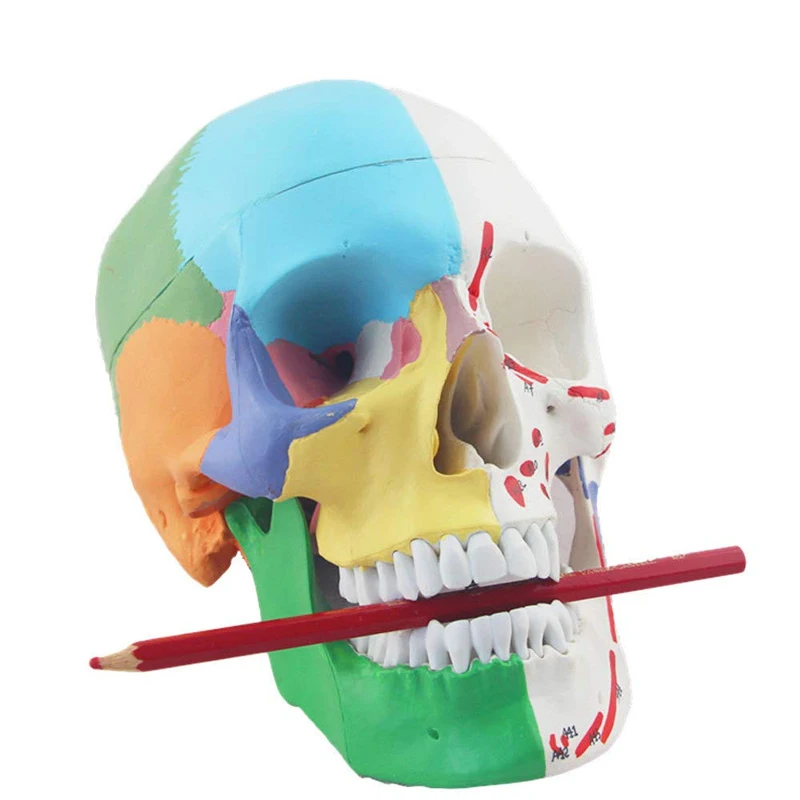 Human Skull Anatomy Model Medical Science Teaching Resources