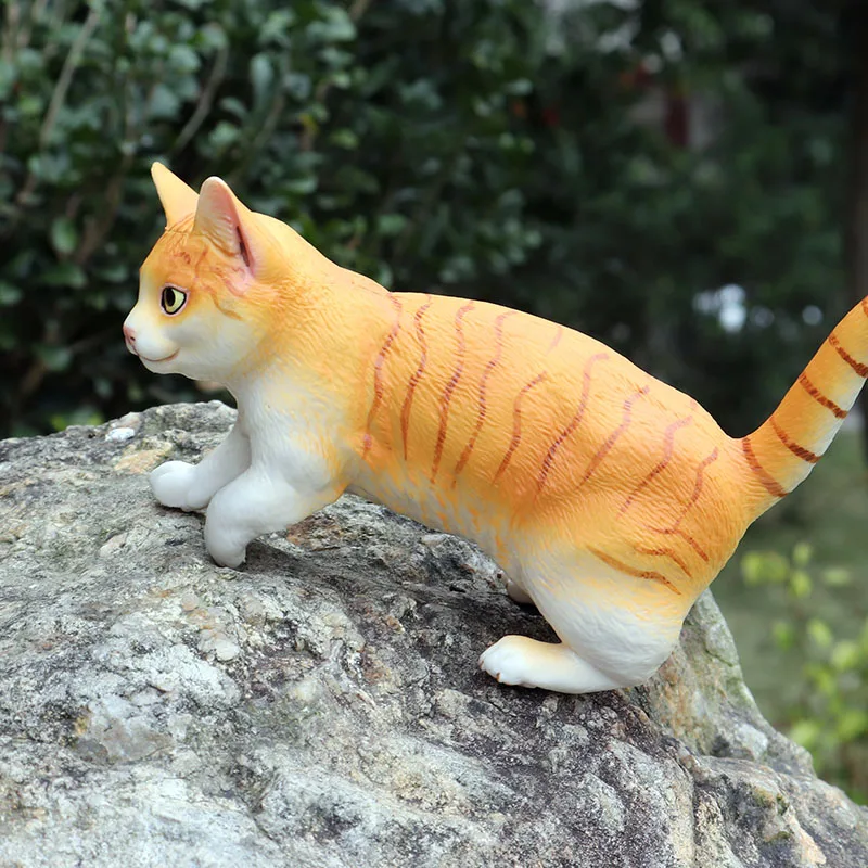 黄波斯猫