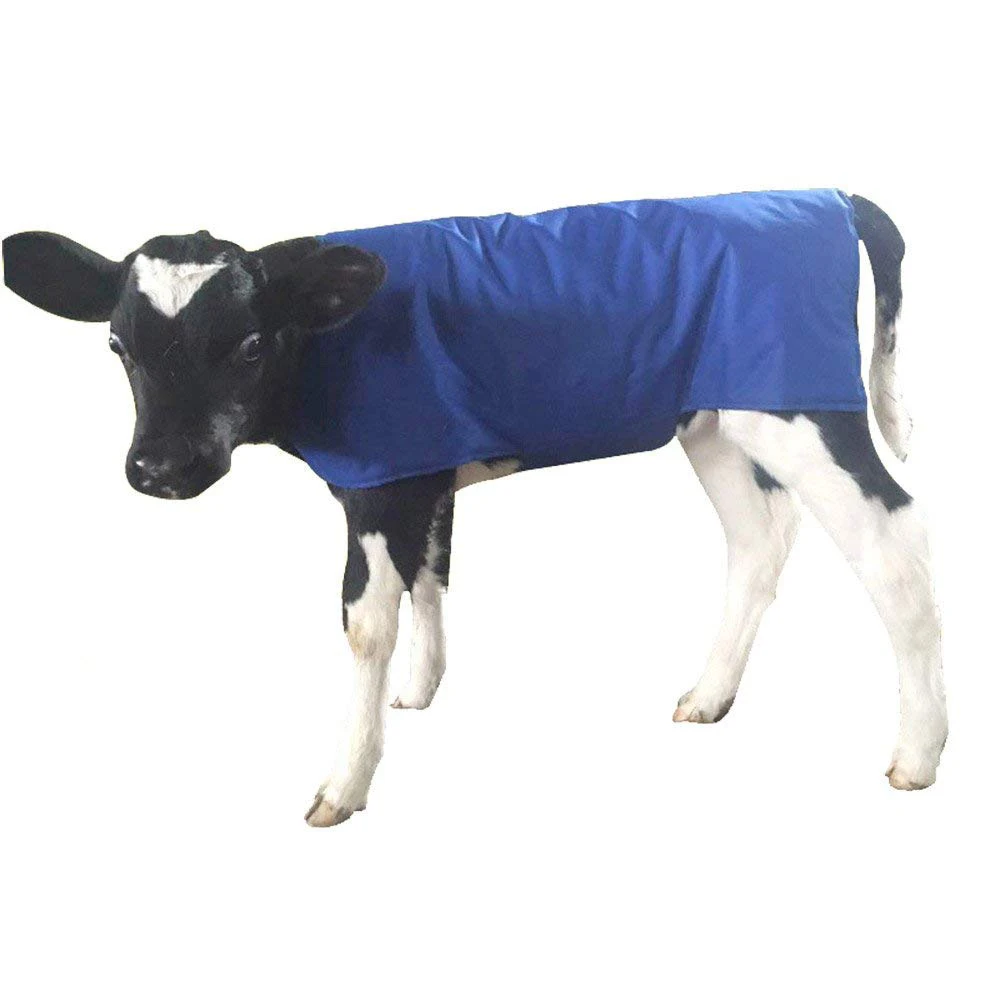 Baby Calf Saver Coat Blanket Size 100-120 lbs Holsteins 