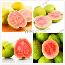 Домашний сад бонсай свежие плоды гуава Psidium Guajava Таиланд, розового цвета, больших свежие фрукты, сладких фруктов, 103 шт./пакет