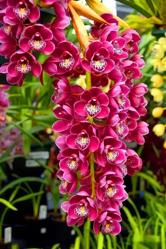 Распродажа! цветы в горшках Орхидея бонсай Cymbidium сад Цикада Орхидея Cymbidium Орхидея при цветении 100 шт,# T4TKSW