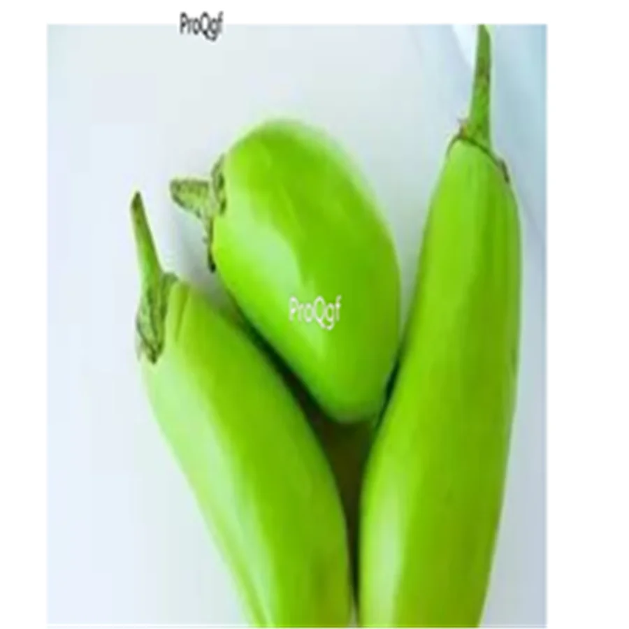Prodgf 3000 шт Solanum melongena баклажан