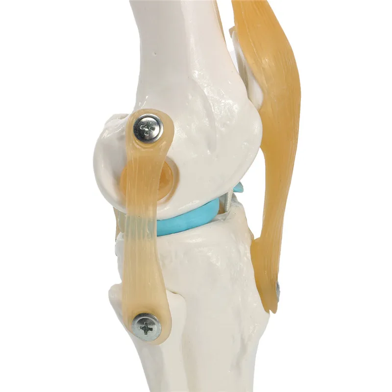 1:1Human Skeleton Knee Joint with Ligaments Model Anatomy Models Medical Science Teaching Supplies