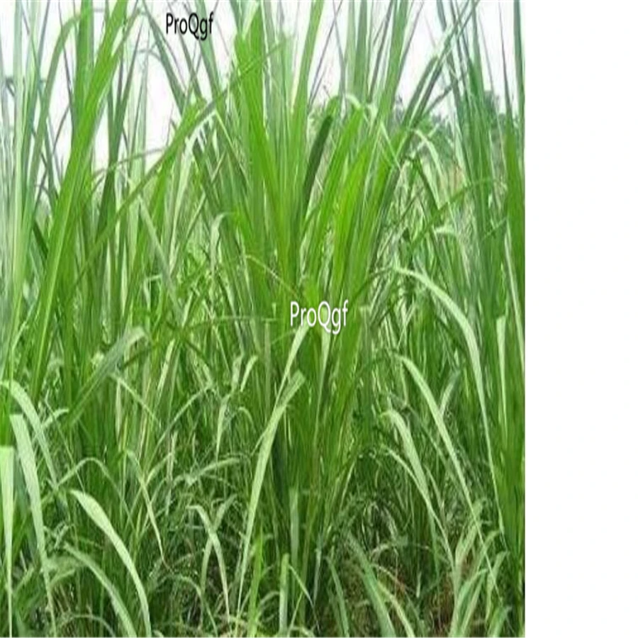 Ngryise 5000 шт набор Pennisetum Purpureum сахарный тростник King