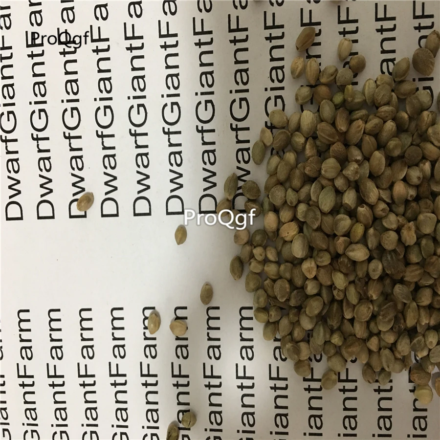 Prodgf 500 шт набор - Цвет: female herb seed