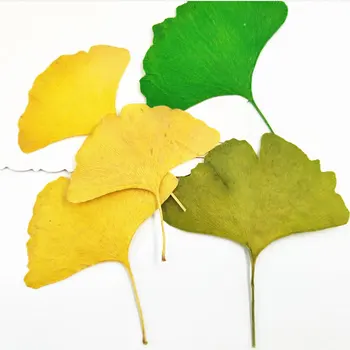 

10pcs/Lot Dried Leaves Plants DIY Christmas Wreath Flowers for Scrapbooking Wedding Home Decoration High Quality