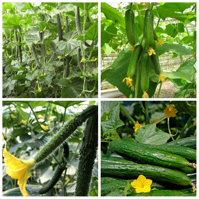 Fertilizers Growth of Cucumbers