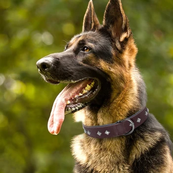 

Adjustable Leather Dog Collar Spiked Studded Rivet Dog Collars Padded For Medium Large Dogs German Shepherd Walking Training