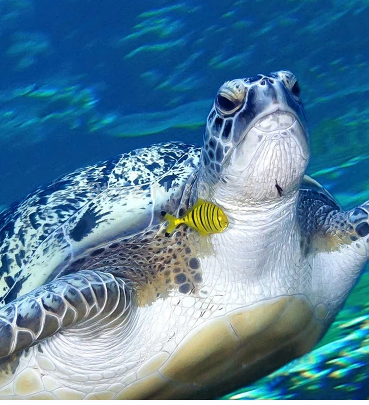 High Quality Renovação da Casa