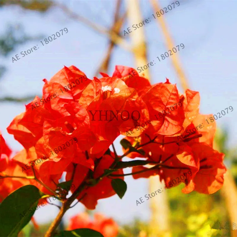 103pcs Bougainvillea Spectabilis Willd Bonsai Plant Garden Bougainvillea Plants Flower Plantas - Цвет: 10