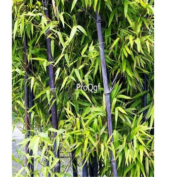 

Ngryise 1000Pcs A Set Phyllostachys nigra
