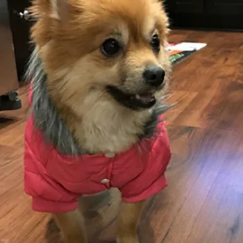 

Dog Down Winter Windproof Hooded Jacket Puppy Cold Weather Clothe Pet Soft Warm Coat