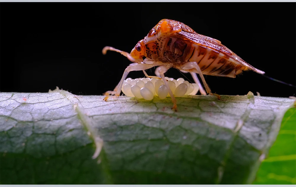 Ttartisan macro. Ttartisan 40mm f2.8 macro. ttartisan 40 мм f2.8 macro. macro8 934f.
