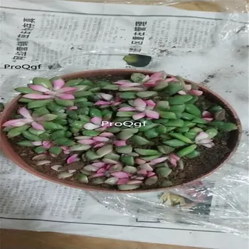 

Ngryise 2Pcs A Set Anacampseros telephiastrum Sunset