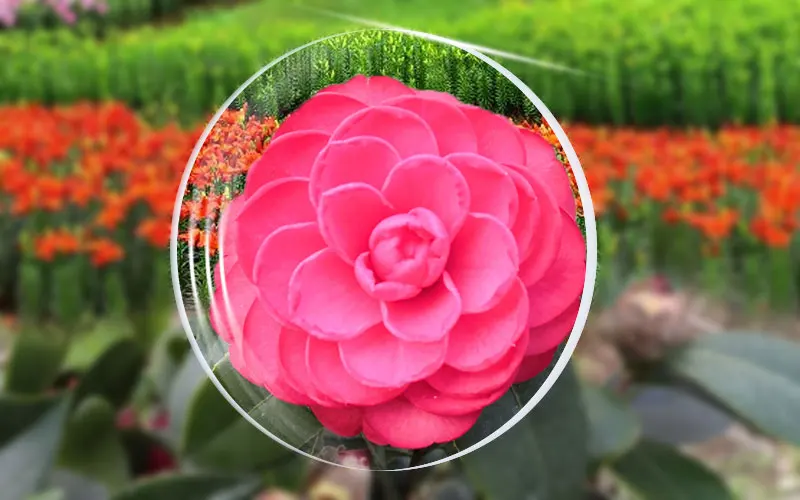 ClearLens