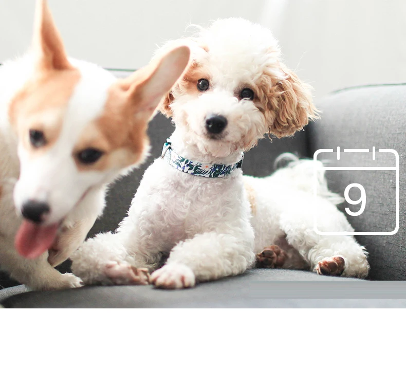 O1CN011t6id6UGItd774z_!!4107135853