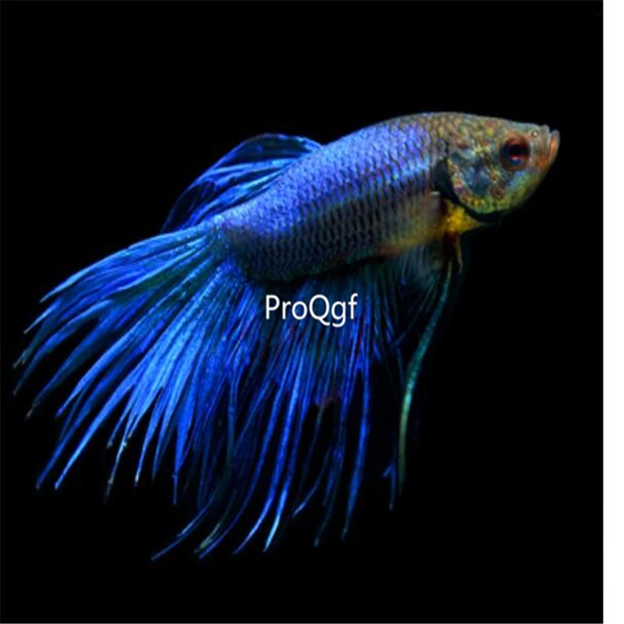 Ngryise 1 шт. набор Таиланд fighting fishh - Цвет: 31