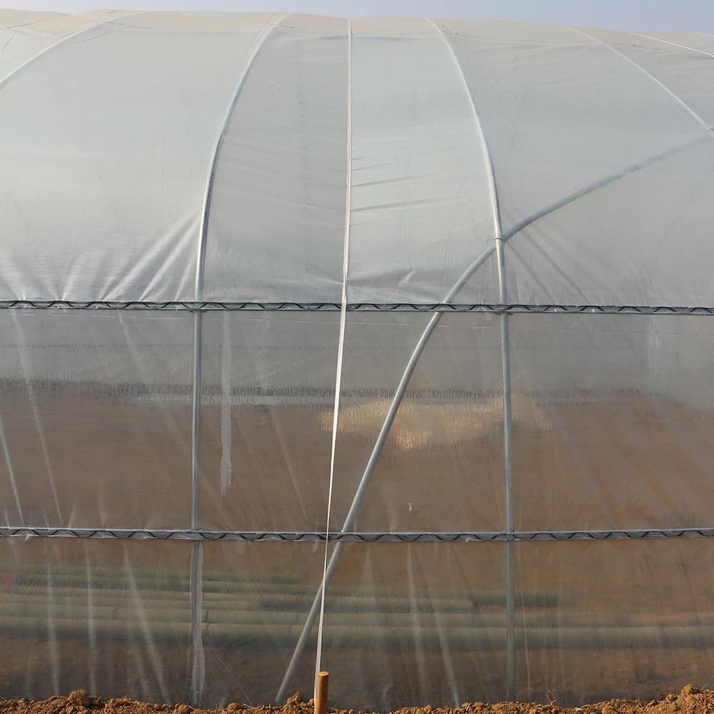 Large Area Long Tunnel Planting Greenhouse Supplier