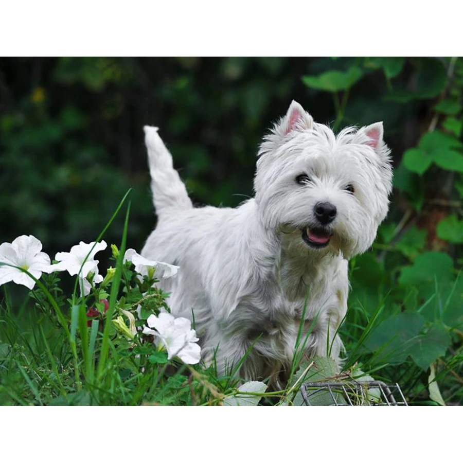 Полноразмерная/круглая 5D алмазная живопись своими руками west highland white terrier
