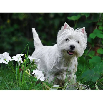 

Full Square/round 5D DIY Diamond Painting west highland white terrier Diamond Embroidery Sale Rhinestone Mosaic Decoration AZ450