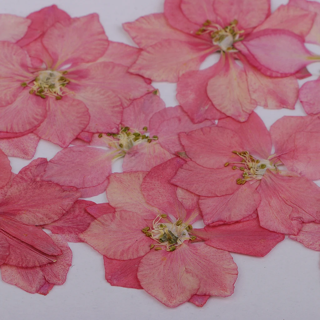 12 Pieces Beautiful Pressed Larkspur Flower Natural Dried Flowers for Making Necklaces Pendant Charms Art Crafts