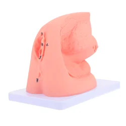 Modèle Simple de cathétérisme féminin, 1 pièce 