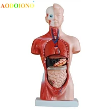 28cm Model ludzkiego ciała tułów ludzkie narządy wewnętrzne Model anatomiczny pomoce nauczycielskie medyczne szkielet zabawki edukacyjne dla dzieci(China)