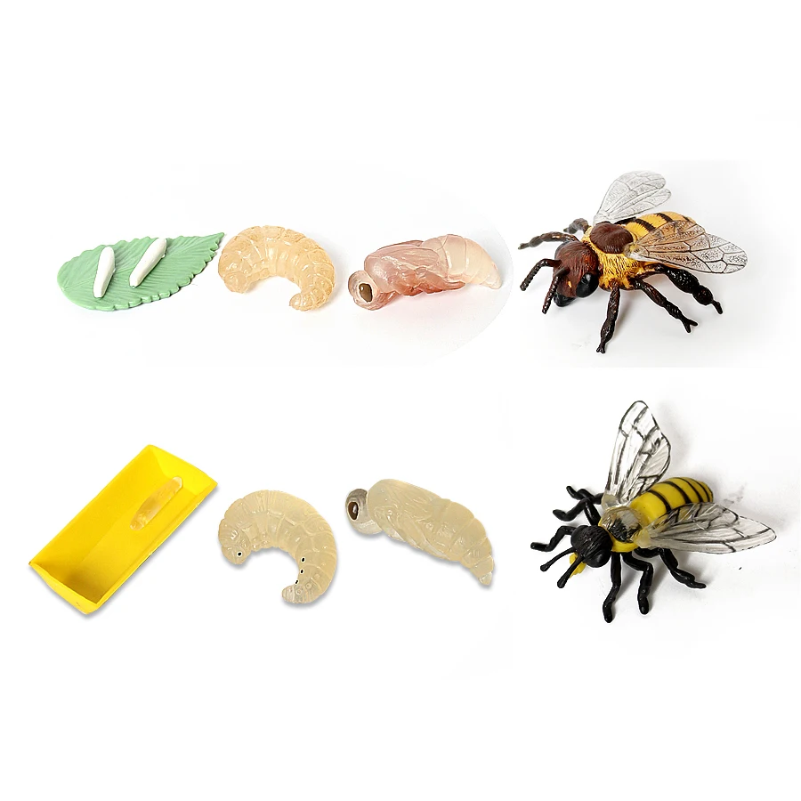 Simulation Insect Bee Life Cycle Toy 4 Piece Set Shows The Life