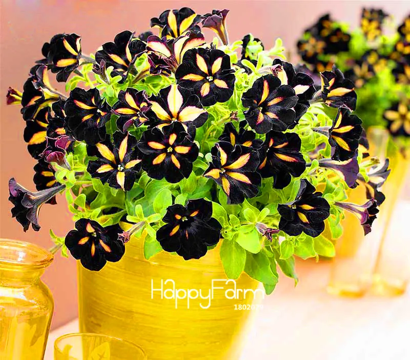 Hot Sale! 100 Pcs/Bag Black Color Star Petunia Plants Garden And Patio Potted Plant Morning Glory Flowers Bonsai