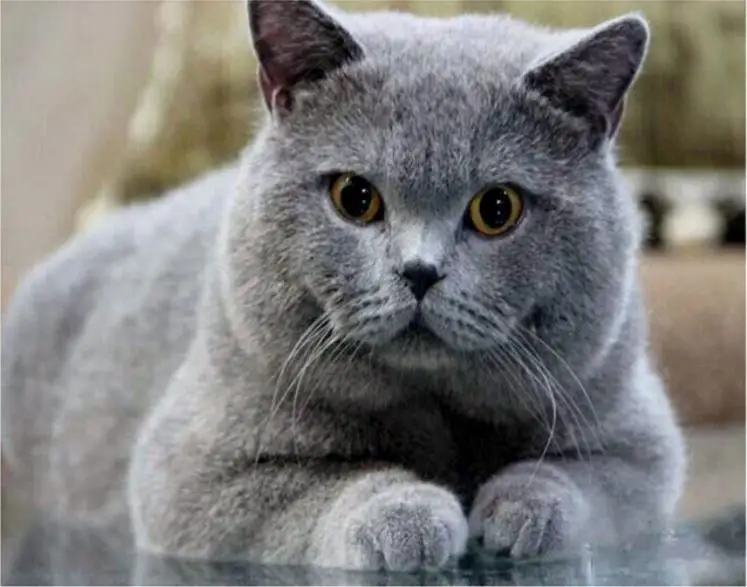 Diamond Painting Cat Diy 3d Diamond Embroidery Gray Fat Cat Mosaic Drawings Home Decoration Diamond Embroidery Painting For Ch Diamond Painting Cross Stitch Aliexpress