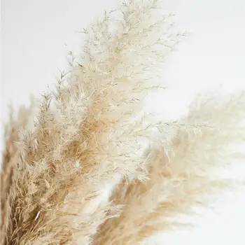 

Dried Plants South American Prairie Grass Natural Reed Dried For Home Wedding Flowers Decoration Primary Flowers Colors Bou B5T5