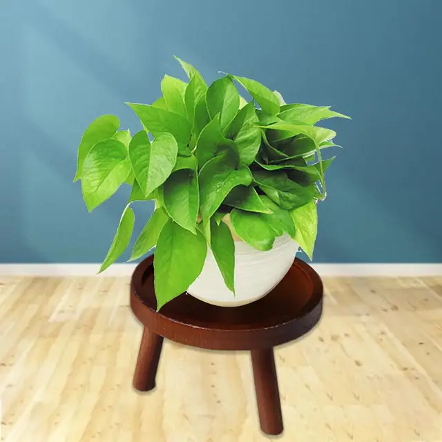 Fa Növény Állvány Ültetvényes Tálca Virág Edény Erős Szabadon Álló Bonsai Tartó Erkély Zamatos Kerek Virágpolc - Image 3