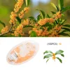 Osmanthus 100pcs