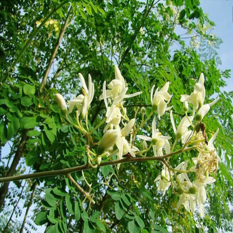 99 高発芽率モリンガ モリンガoleifera これは植えと食べ Teapots Aliexpress