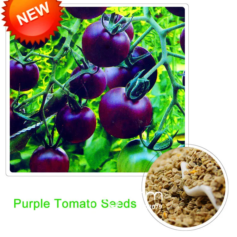 Свежий фиолетовый томат бонсай, горшечный органический растительный Томатный завод для домашнего сада 100 Флорес/упаковка,# NTHS00