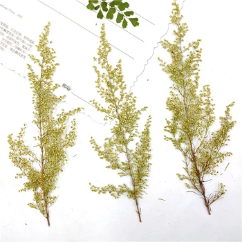 

100pcs/lot,Natural Pressed eternal Flowers plant,DIY Wedding invitations Craft gift Bookmark Decoration,Scented candle decor