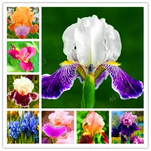 100 個アイリス盆栽、多く種類アイリス鉢植えアイリス蘭レア多年生の花盆栽植物家庭菜園(China)