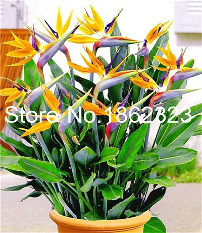 Настоящий цветок strelitzia reginae, комнатное растение в горшках, райская птица, бонсай, Sementes-100 шт, тропический бонсай - Цвет: 7