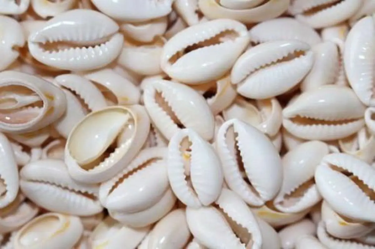 50 шт. белые бусины для поделок из морской ракушки Cowrie Cowry пляжные украшения