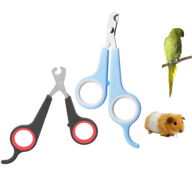 Parrot Nail Trimming Training Tutorial | BirdNerdSophie - YouTube