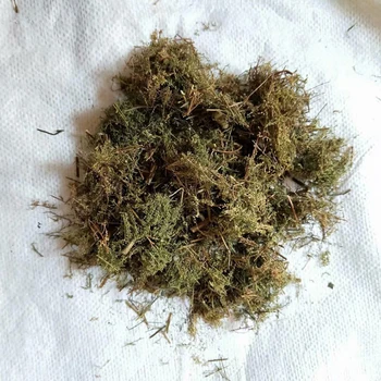 Artemisia Annua Artemisia Odora Dry Leaves Improve Kidney Function 1 Artemisia Annua Artemisia Odora Dry Leaves Improve Kidney Function