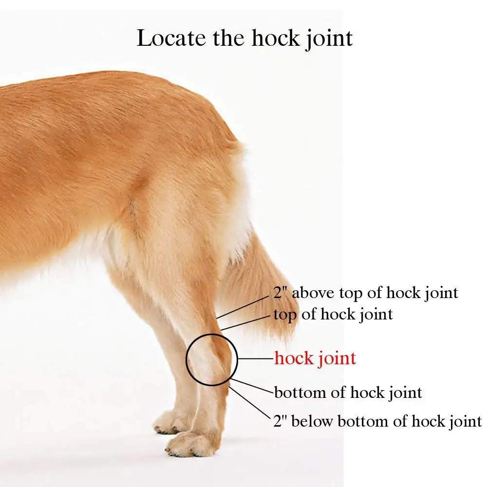 What Is The Hock On A Dog