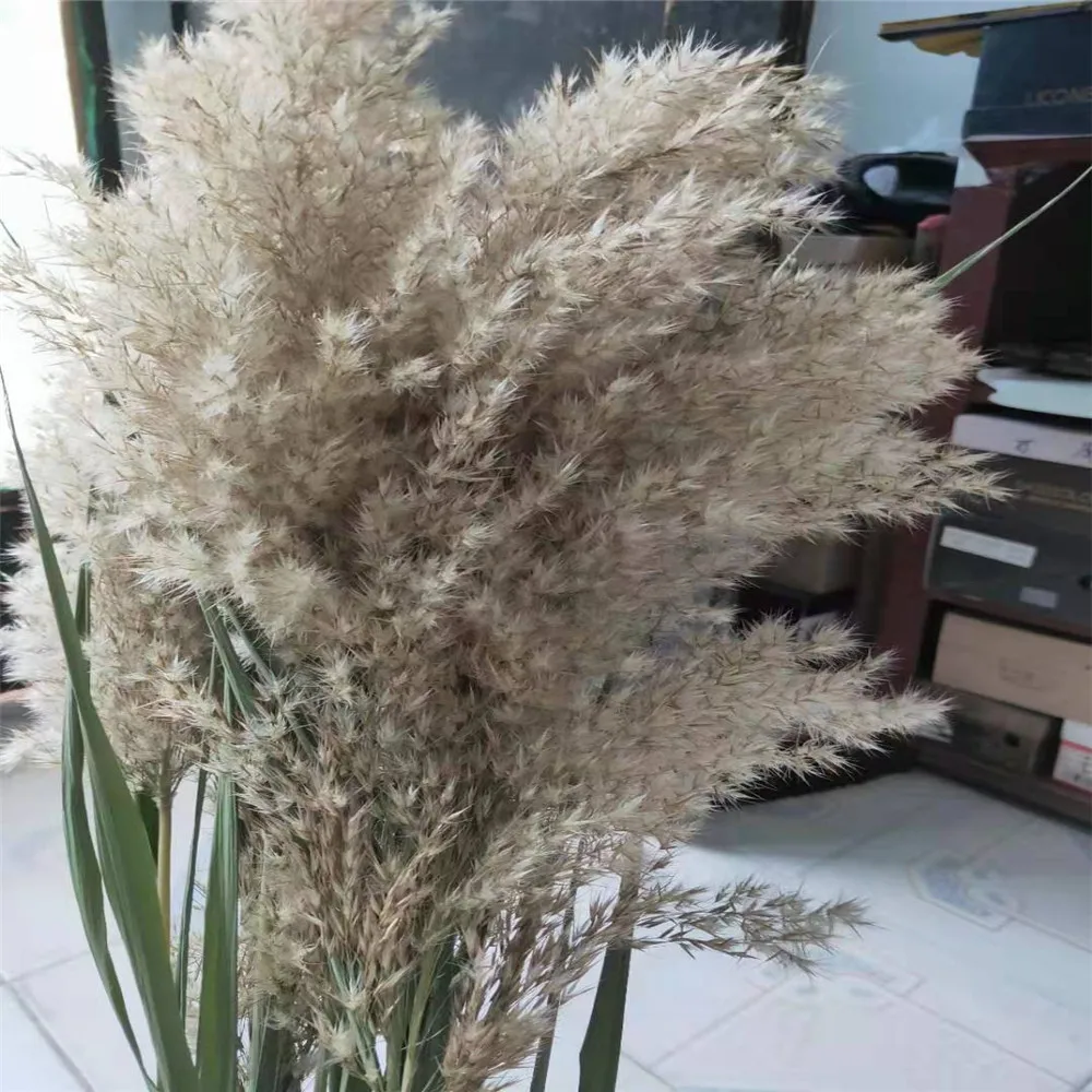 Тростник 15 шт. свадебный цветок букет засушенный натуральный тростник пампасная трава приятный светлый цвет