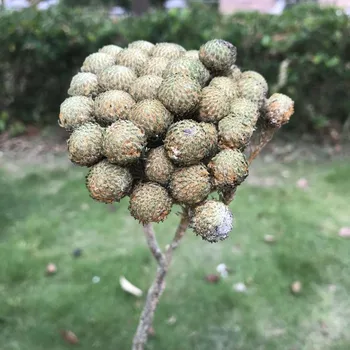 

8-10CM Head/20-30CM Real Natural Dried Flowers Coral Fruit In Green,Decorative Dry Flower Ball Eternelle Roses For Home Decor