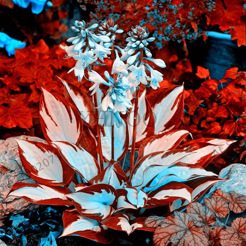 Новинка! 100 шт Hosta flores ароматный подорожник Лилия бонсай многолетние Цветочные плантации для дома и сада покрытие земли драгоценные hos