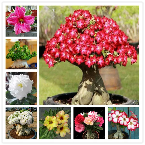 4 шт. adenium Свадебные украшения для дома| |