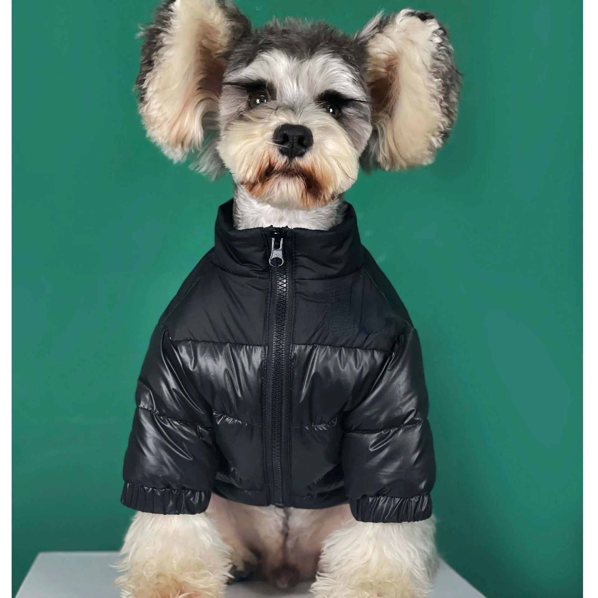 north face puffer jacket dog