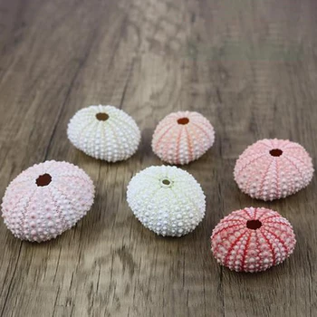 

2pcs/lot 3-4cm Natural Sea Urchin Shell Conch Tillandsia Potted Plant Wedding Home Decoration DIY Window Design Decorations